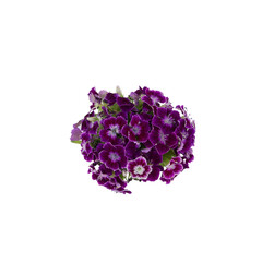 Purple sweet william flowers from top view isolated on white background 
