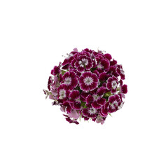 Dark red sweet william flowers from top view isolated on white background 
