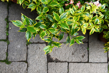 Top view of yellow-green emerald gold plant.