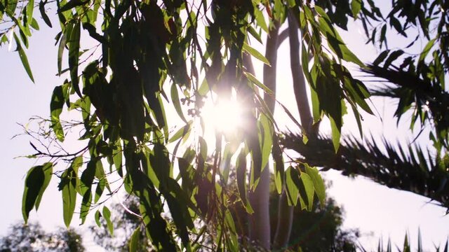 Slow Motion Gumtree leaves