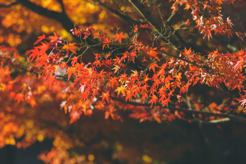 Autumn color change is season colorful, with red and yellow leaves alternates, beautiful nature background in Eikando temple, Kyoto, Japan.