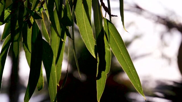 Slow Motion Gumtree
