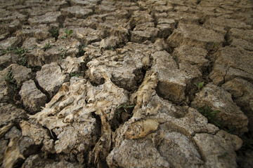 Save water and Climate change concept, Many dead fish on dry land