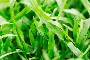 Fototapeta premium grass with natural background.