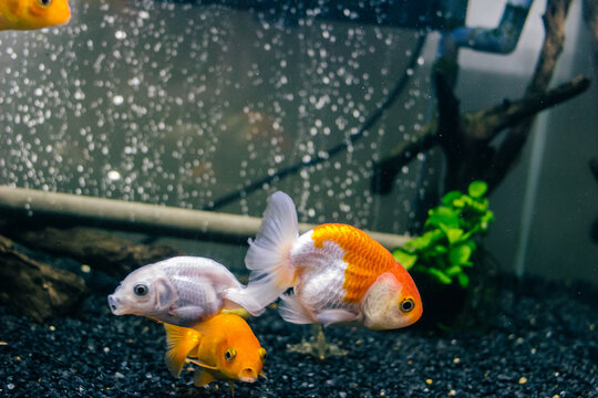 水槽の中の金魚ランチュウ　白とオレンジ