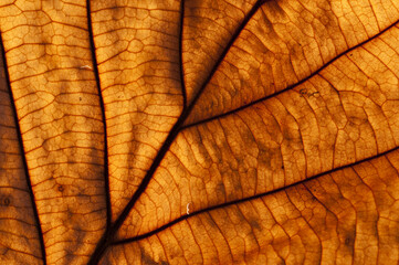 Bright dry autumn leaf close-up