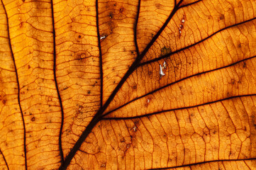 Obraz premium Bright dry autumn leaf close-up