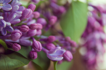 Lilac blossoms. Spring floral background close up