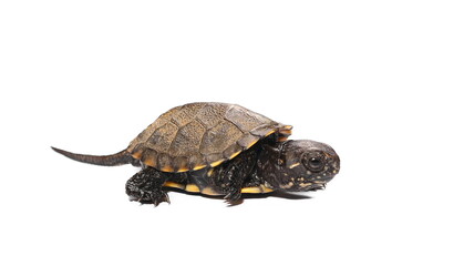 Little baby turtle, Hermann's Tortoise isolated on white background