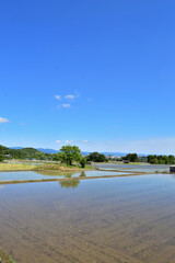 京都嵯峨野の水田風景