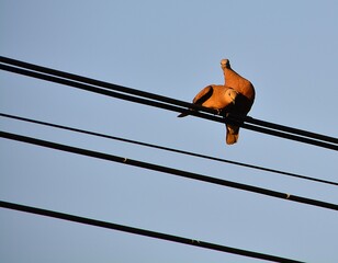 Wild in the city  / Two doves love lovers. Flirt Before the pair will mate on the power line. There...