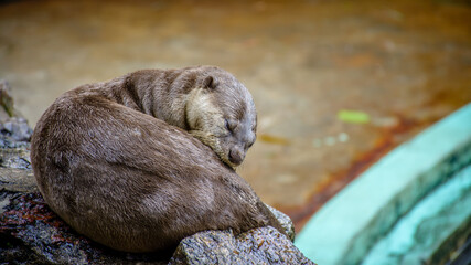 beaver is sleeping on the stone © AungMyintMyat