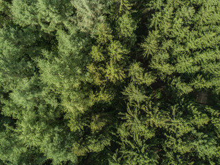 Aerial view of forest