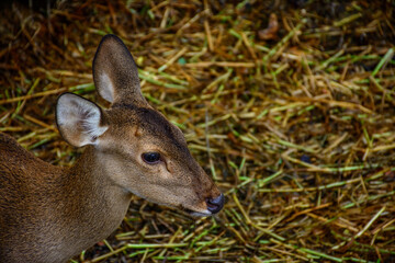portrait photo of deer