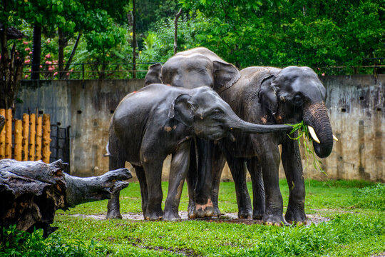 Elephant Family In The Rain At The Zoo, Myanmar, May-2017