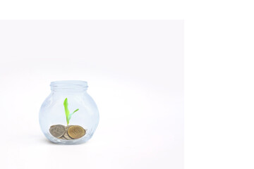 coins and plant in bottle, Business investment growth and saving concept with copy space.