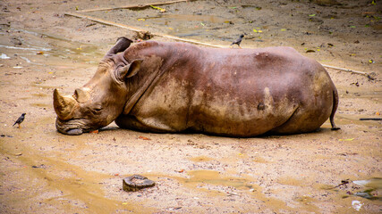 big rhinoceros is sleeping on the ground