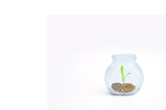 coins and plant in bottle, Business investment growth and saving concept with copy space.