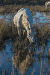 Obraz na płótnie Canvas White camargue horse in the reeds in the swamps, evening light 