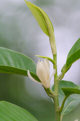 White Champaka are blooming on tree. (Michelia alba DC.)