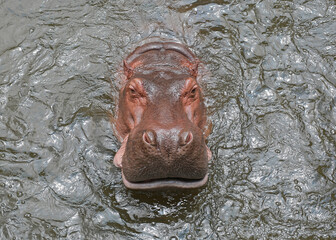 Naklejka na ściany i meble Hippopotamus in river.