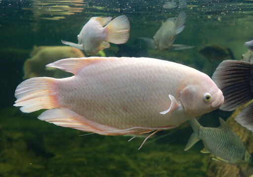 Giant gourami fish (Osphronemus goramy) swimming in a pond