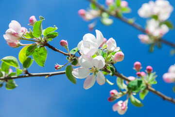 Kwiat jabłoni na tle niebieskiego nieba - obrazy, fototapety, plakaty