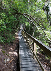 Fototapeta premium Boardwalk at Dove Lake