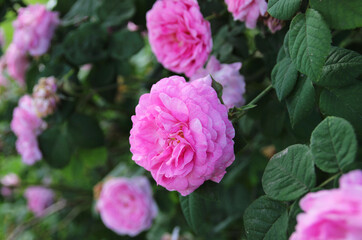 Obraz premium Pink rose in a summer garden
