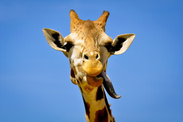 Tongue de Giraffe © Marni