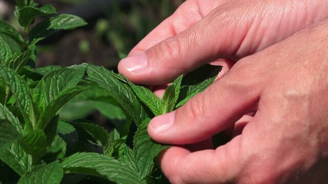 Farmer picking peppermint leaves in garden, homegrown organic plant production.