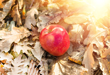 apple lying on the ground