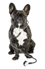 French bulldog with stethoscope on neck