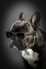 French bulldog with glasses