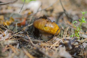 Suillus luteus mushroom