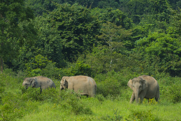 wild Asian elephants in the forest