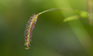 the nature view of tropical forest