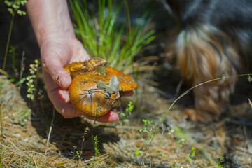 Suillus luteus mushroom