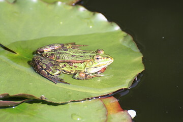 Frosch auf Seerosenblatt