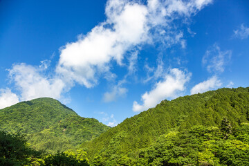 Obraz premium 新緑の山