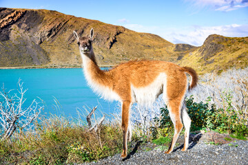 Guanaco, Torres del Paine, Chile