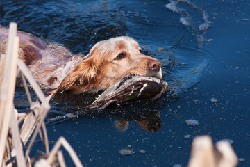 hunting dog holding a dead duck in the water