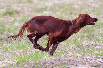 running hunting dog