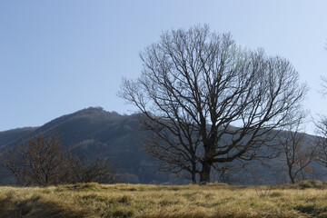 autumn tree in matese park