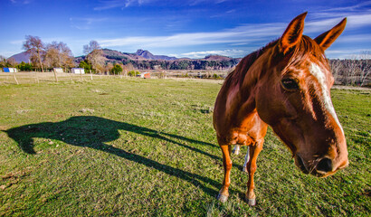 Caballo Campo