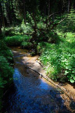 B&auml;chlein im Naturwald