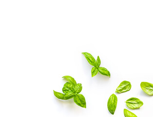 Fresh branch and leaves of organic basil seen from above isolated on a white background
