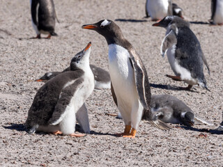 Fototapeta premium Feeding Gentoo puppies, Pygoscelis papua, Sounders Island, Falkland Islands-Malvinas