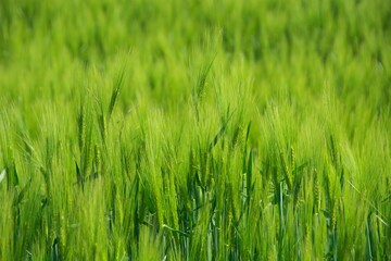 Gerste Landwirtschaft