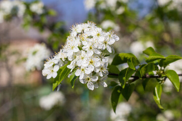 Blossoming tree with white flowers